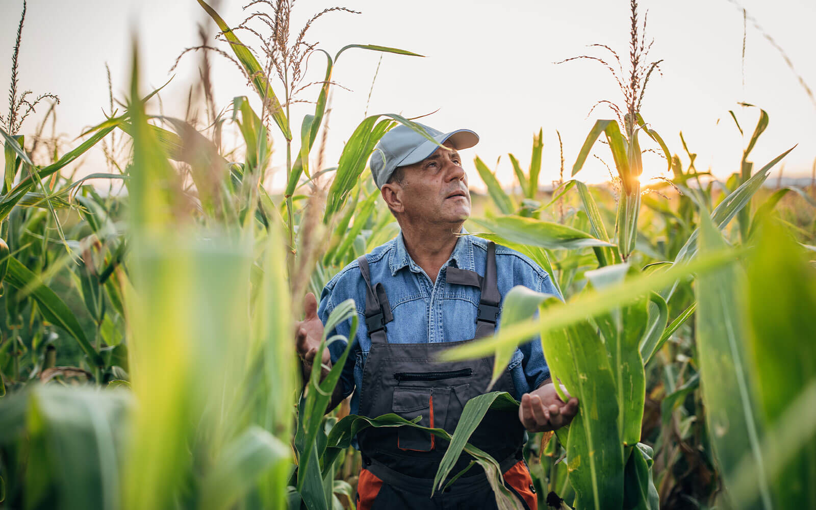 Image of a farmer in a field